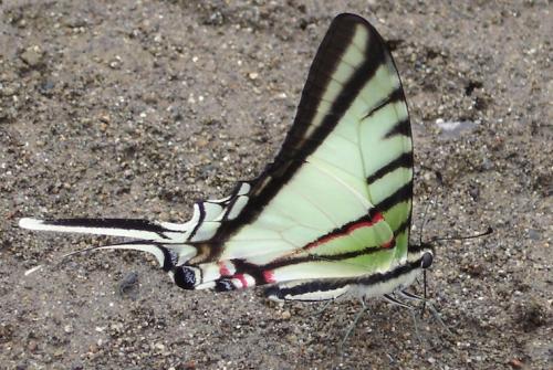 Eurytides agesilaus eimeri